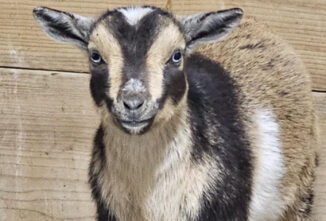 Life With Goats: The Goat Ladies at J & J Second Chance Small Holdings